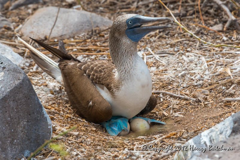 3496 Blue footed booby on her eggs.jpg